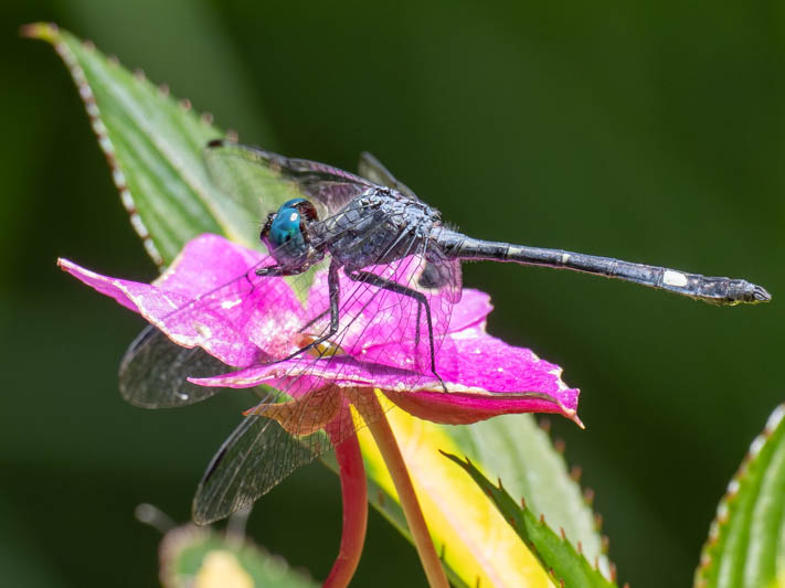 Micrathyria venezuelae (Forest Pond Dasher) male.jpg
